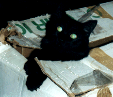 Merlin