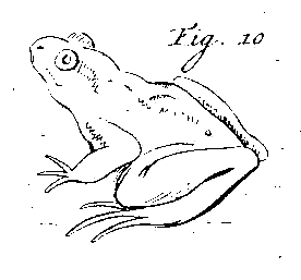 frog