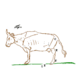 cow-stork metamorphosis