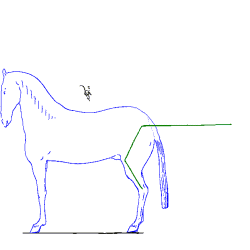 horse-human metamorphosis