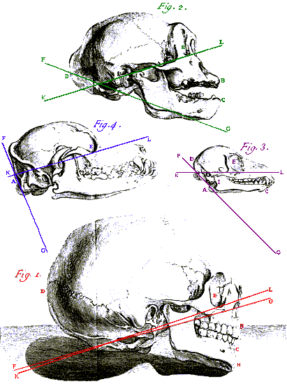 Plate 16