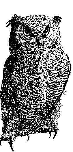 owl