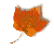 maple leaf button