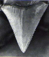 Dente de tubaro