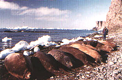 Elefantes marinhos