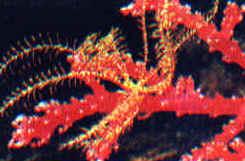 Equinoderma: Crinide