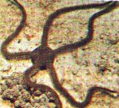 Equinoderma: Ophiurides