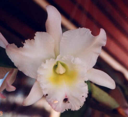 CULTIVO