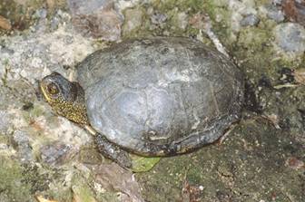 E. orbicularis ( Paolo Mazzei)