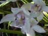 orchid