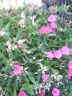 dianthus