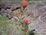 pincushion Leucospermum