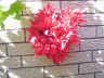 pointsettia