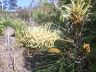 grevilia