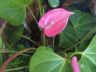 peace lilly