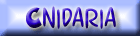 Hydralar, Denizanalar, Mercanlar