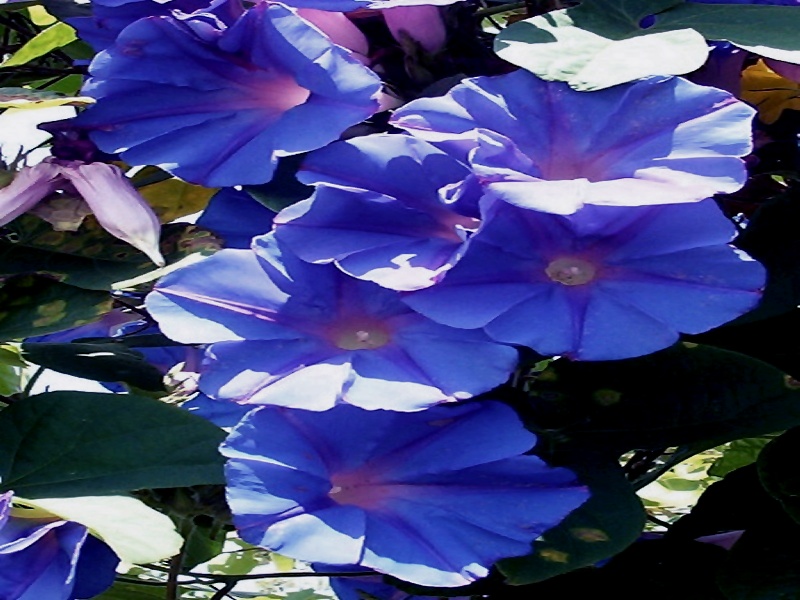 morningglory.jpg&nbsp;&nbsp;&nbsp; an environmental-escapee pest in some locations, but a garden delight in others