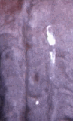 The strange splotch on the bedspread.
