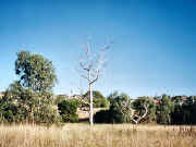 Dead tree, Steele Creek Reserve Avondale Heights