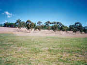 Brimbank Park grasslands