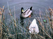 Ducks, Maribyrnong River Essendon