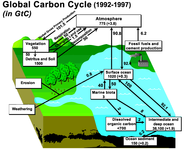 Global Carbon Cycle