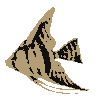 Angel Fish - Surprise Site