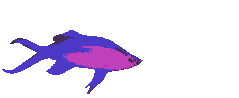 Purple Fish - What's The Prez Up To?