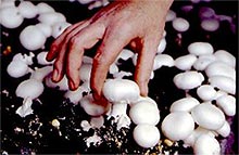 see mushroom informatiom