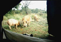 Schlammschweine