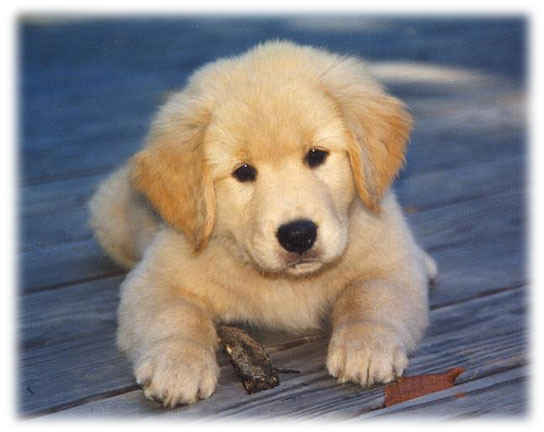 Golden Retriever