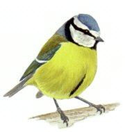 Parus caeruleus, also known as the blue tit