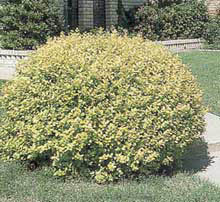 Nothing like European bush