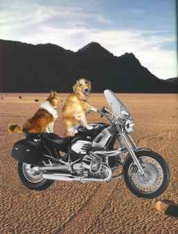 easy_riders.JPG (11181 bytes)