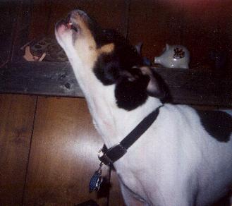 Rugrat,the*rat*dog