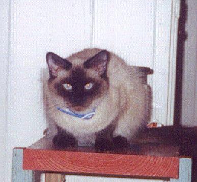 Sapphire,my*siamese