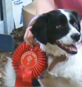 Judy - Big Beginners' winner