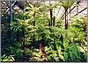 ballarat_ferns.jpg