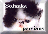 Solunka CZ 