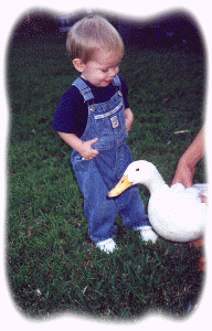 coleduck.gif