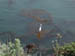 EgretPointlobos
