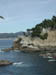 PointLobos10