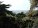 PointLobos8
