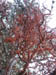 RedLichen2