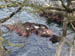 SeaLions1