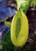SkunkCabbage