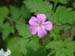 wildgeranium1