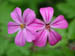 wildgeranium2