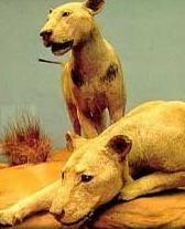 The Real Lions