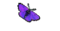 Chrysalis Home